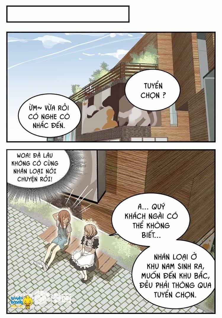 Cứu Mạng! Loài Mèo Thống Trị Thế Giới Rồi! - Chương 12 - ảnh 2