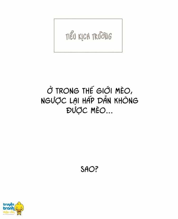 Cứu Mạng! Loài Mèo Thống Trị Thế Giới Rồi! - Chương 13 - ảnh 25