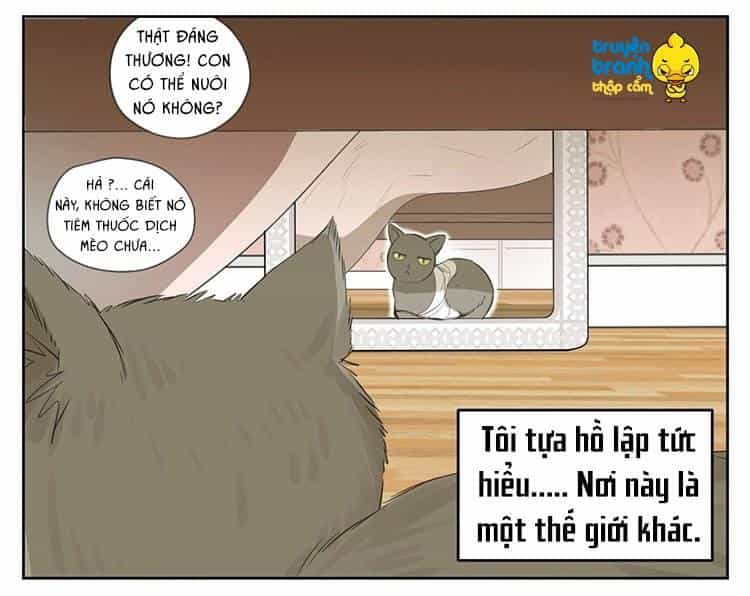 Cứu Mạng! Loài Mèo Thống Trị Thế Giới Rồi! - Chương 24 - ảnh 8