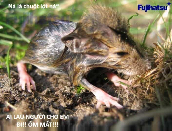 Hổ Đến Chơi Nhà - Chương 128 - ảnh 100