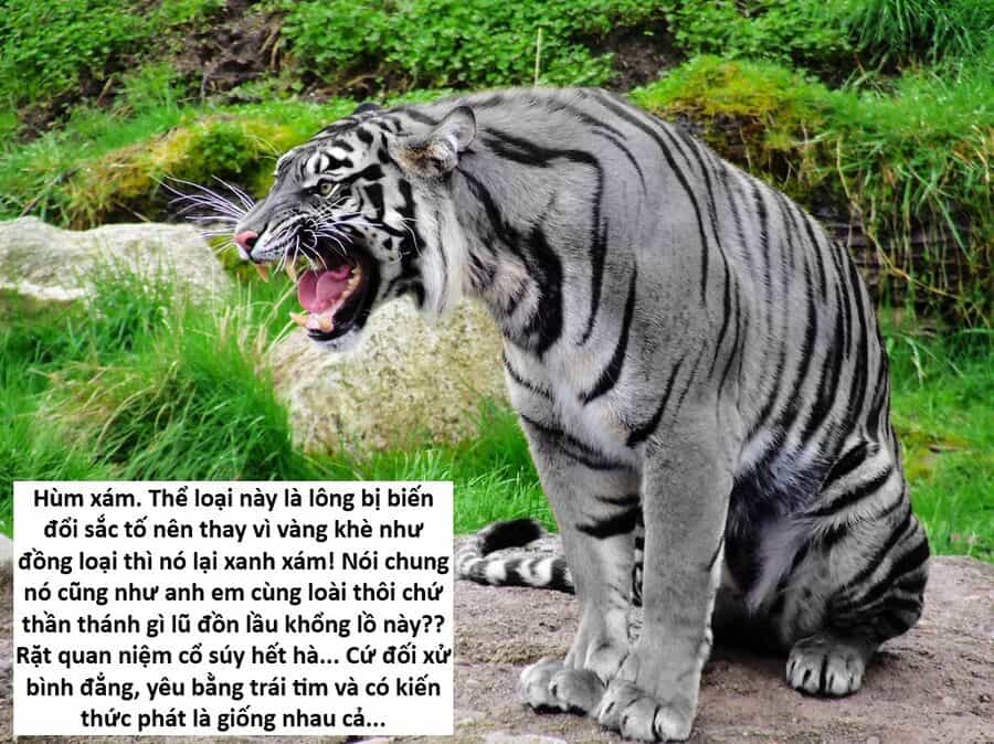Hổ Đến Chơi Nhà - Chương 147 - ảnh 59