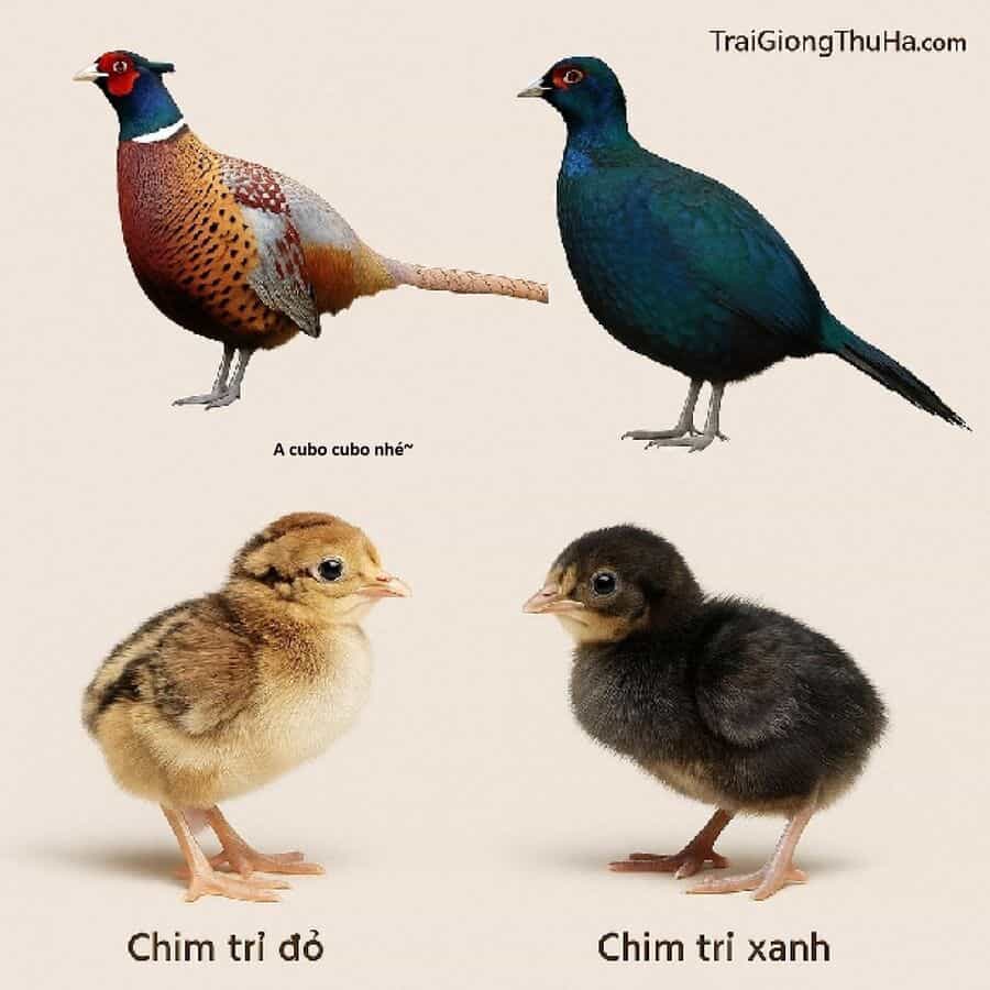 Hổ Đến Chơi Nhà - Chương 173 - ảnh 13