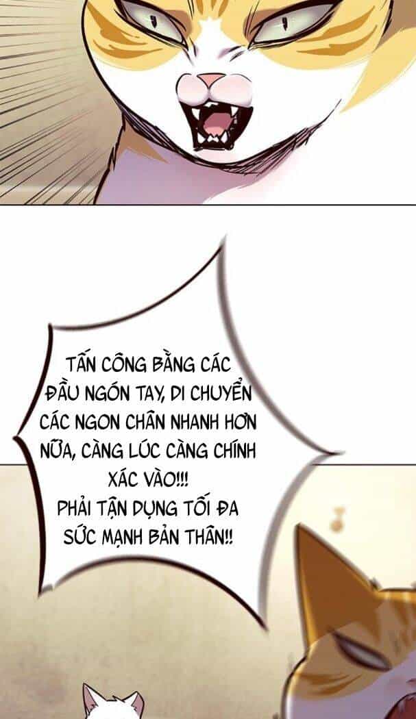 Hoá Thân Thành Mèo - Chương 174 - ảnh 35