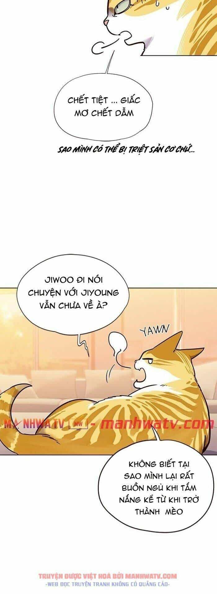 Hoá Thân Thành Mèo - Chương 56 - ảnh 14