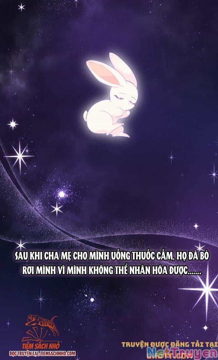 Mối Quan Hệ Cộng Sinh Giữa Báo Đen Và Thỏ Trắng - Chương 59 - ảnh 4