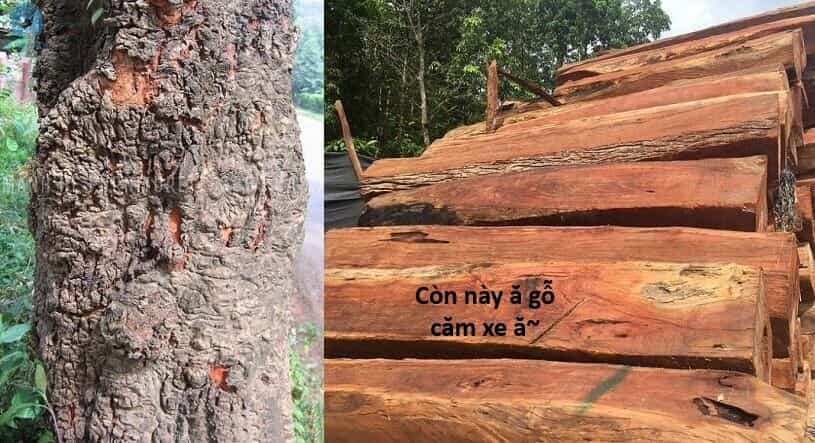 Ngay Cả Khi Hậu Tận Thế, Thật Hạnh Phúc Khi Vẫn Còn Được Sống... (Puchimasu Miếu) - Chương 44.1 - ảnh 20