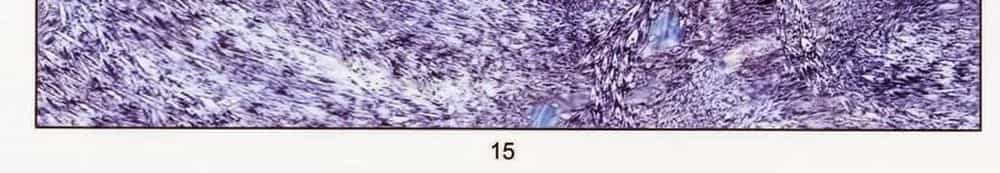 Tuyệt Thế Vô Song 2 - Chương 64 - ảnh 28