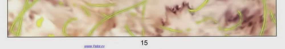 Tuyệt Thế Vô Song 2 - Chương 66 - ảnh 28